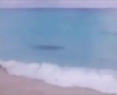VIDEO: Captan a tiburón a dos metros de playa en Cancún