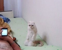 VIDEO: Gato se hinca cuando escucha himno de Rusia