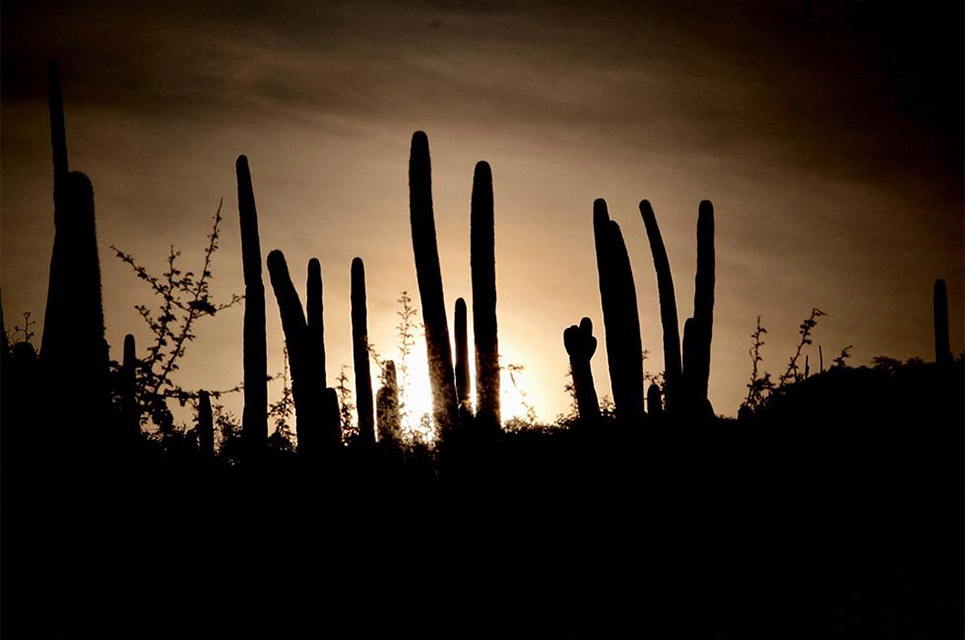 FOTOS: Valle de Tehuacán-Cuicatlán, Patrimonio Mundial de la Humanidad