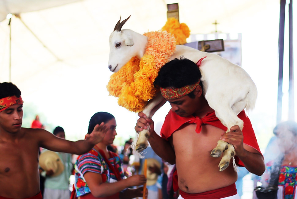 Mole de caderas, delicia de Tehuacán, está de temporada