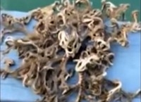 VIDEO: Pescador captó extraño cuerpo en Singapur