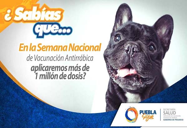 Puebla aplicará un millón 200 mil vacunas contra la rabia