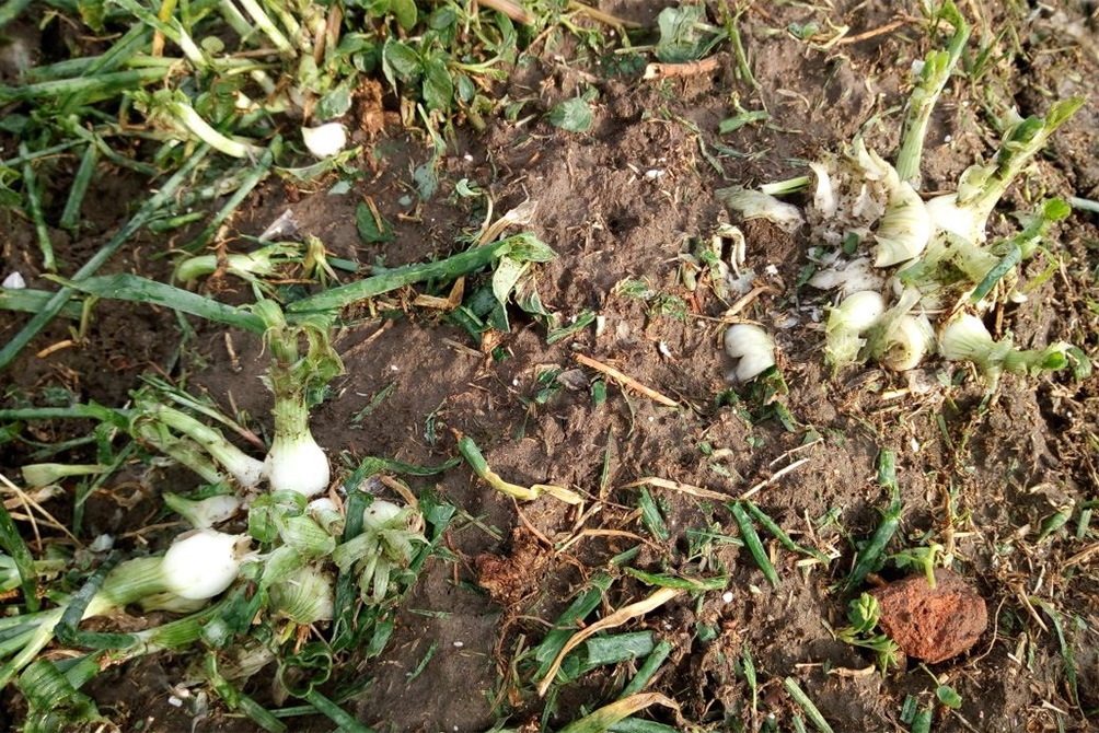 Hay 390 hectáreas dañadas en Tepeaca tras granizada del domingo