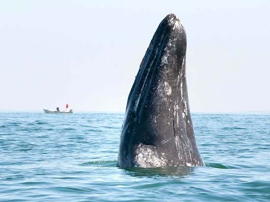 Inicia avistamiento de ballena en México