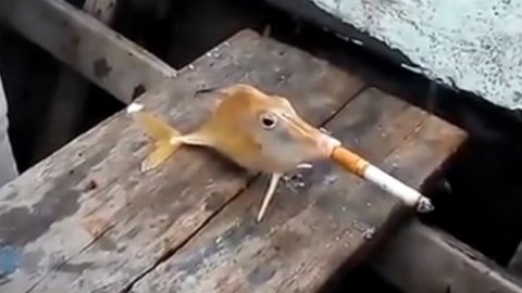 Pescadores “hacen” fumar a un pez
