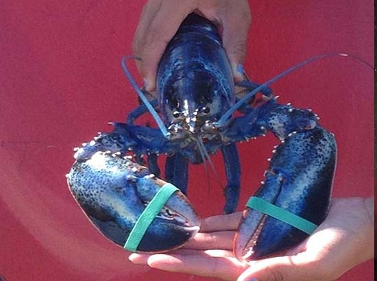 Pescadores capturan a una rara langosta de color azul en EU