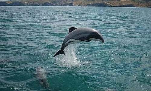 Delfín Maui en peligro de extinción: Sólo quedan  55 ejemplares