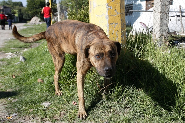 Baja California sancionará con cárcel el maltrato animal