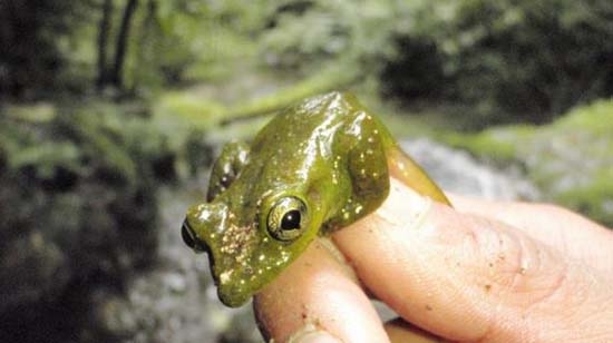 Puebla, refugio de rana en peligro de extinción