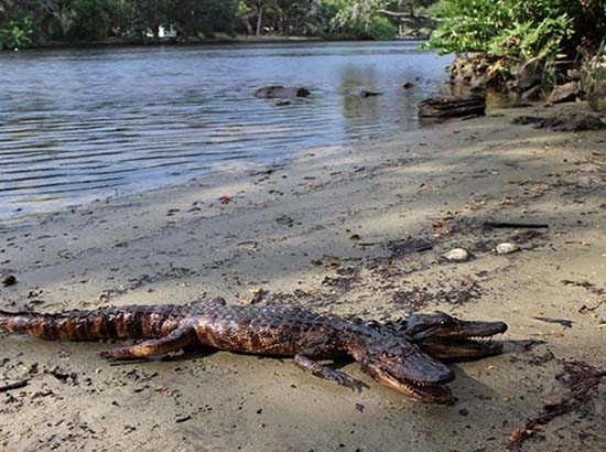 Encuentran en Florida un cocodrilo de dos cabezas