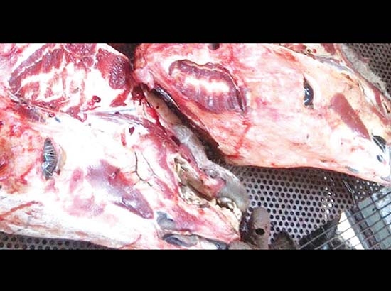 Taquerías y carnicerías venden carne de burro y de caballo