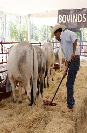 Feria de Puebla 2018: Conoce la Expo Ganadera