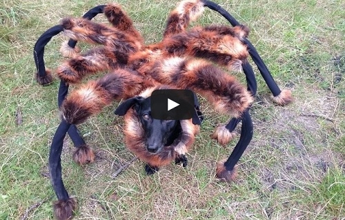 VIDEO: Araña mutante causa pánico en Polonia
