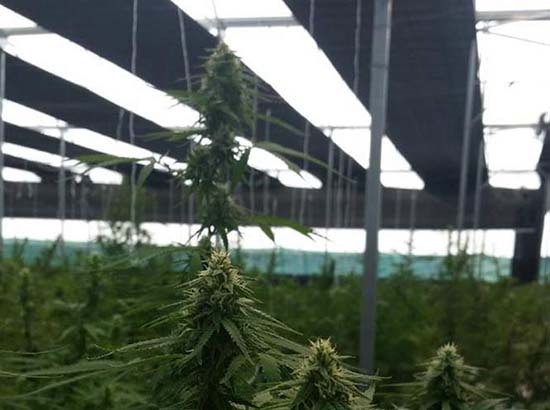 Así operaba el invernadero de marihuana “clonada” descubierto en Jalisco