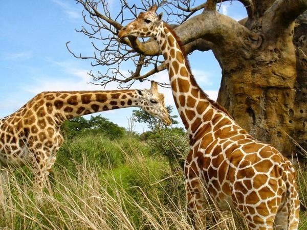 Jirafa, en la lista de animales en peligro de extinción