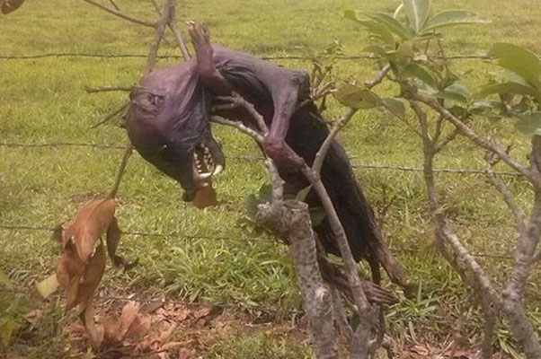 Presunto cadáver de nahual atemoriza a vecinos de Veracruz