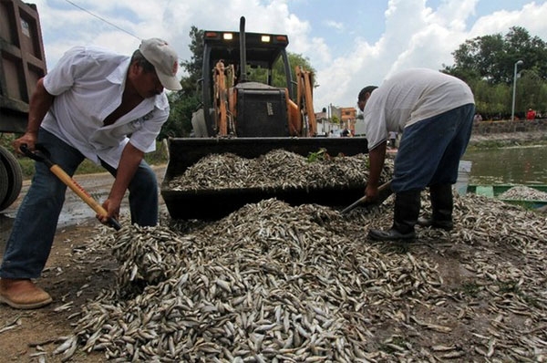 Contingencia en laguna por muerte de 53 toneladas de peces