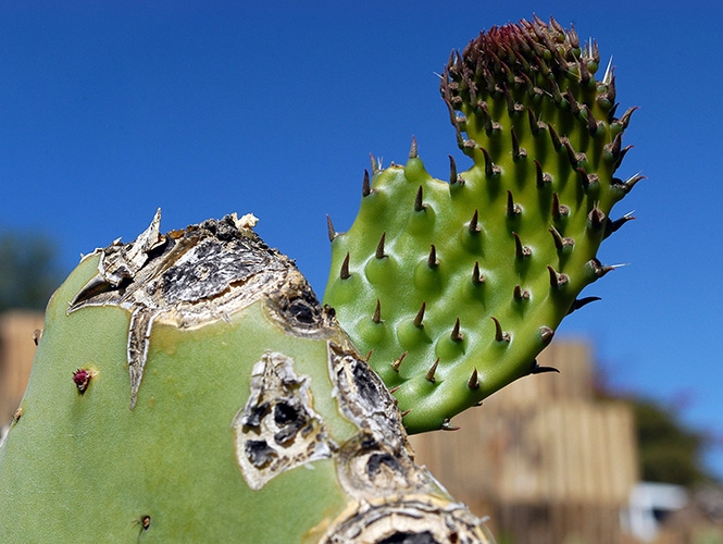 Nopal podrá ser usado como bloqueador solar ecológico