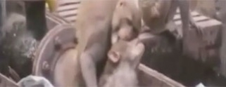 VIDEO: Mono salvó la vida de otro más que se había electrocutado