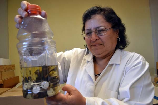 En Puebla vive el 60% de las especies de murciélagos que hay en México