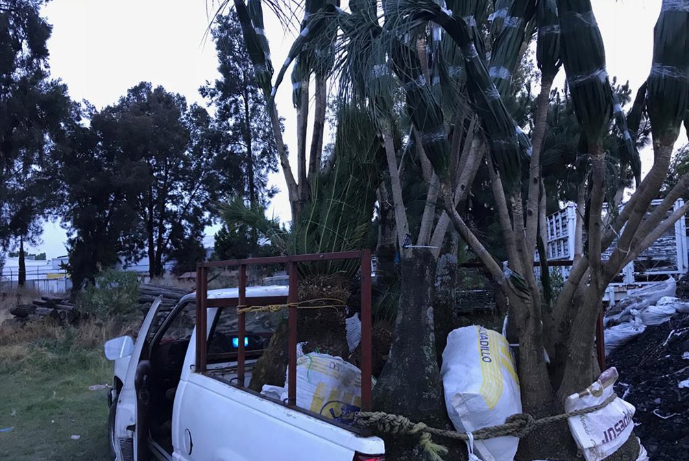 Profepa asegura cactáceas sustraídas de la Reserva Tehuacán-Cuicatlán