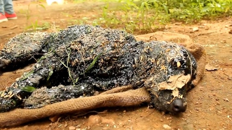 Volvieron a la vida a perro petrificado en Rajasthan