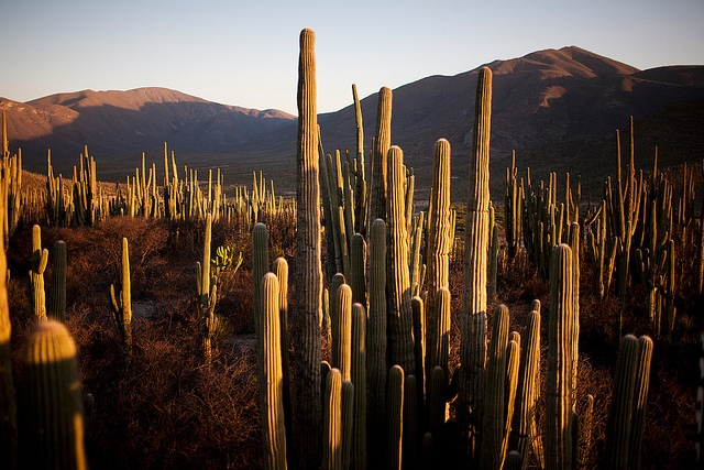 Expertos internacionales visitarán reserva Tehuacán-Cuicatlán para denominación de Unesco