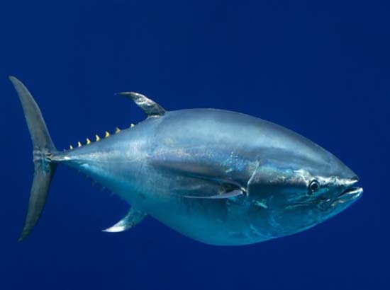 Son 22,400 las especies en peligro de extinción