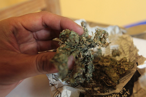Tramitan 77 permisos de consumo de marihuana en Puebla: Cofepris