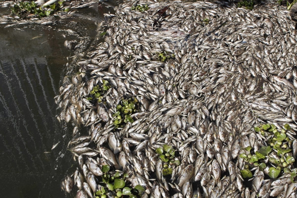 Frío mató a miles de peces en la presa de Valsequillo, no la contaminación: BUAP