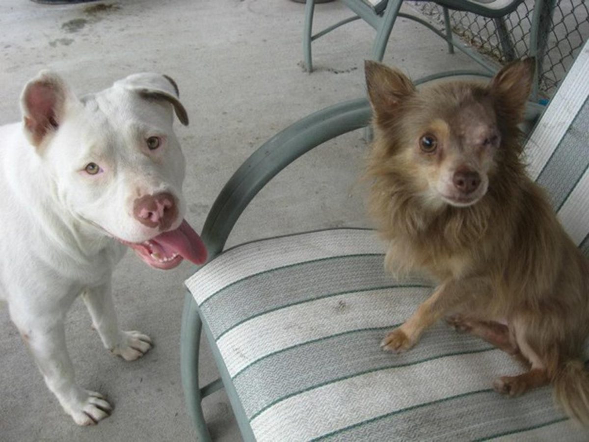 Perro Pitbull salvó la vida de su amigo Chihuahua