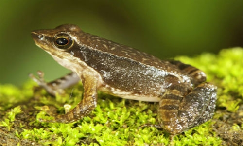 Descubren 14 nuevas especies de ranas en la India