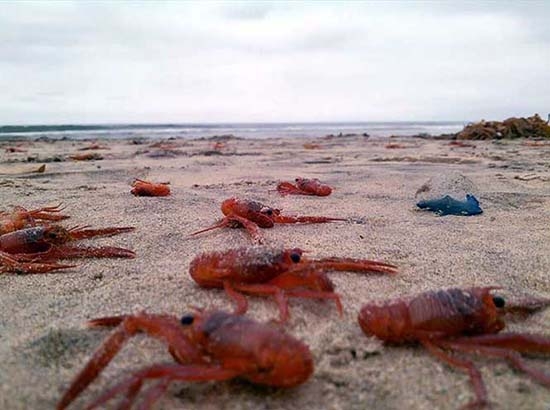 Reportan “varadas” a miles de langostas en playas de Tijuana