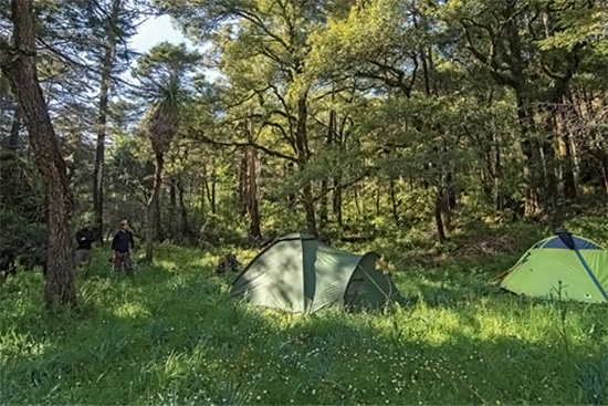 Disfruta y protege el bosque de niebla del Carso Huasteco