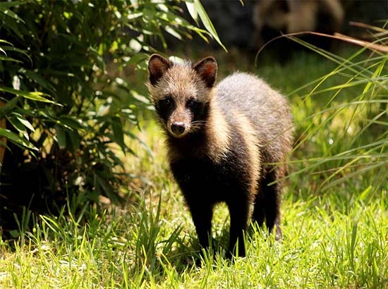 Nacen cuatro crías de perro mapache en Zoológico de Chapultepec