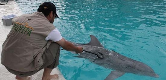 Profepa decomisa ocho mamíferos marinos en Chapultepec