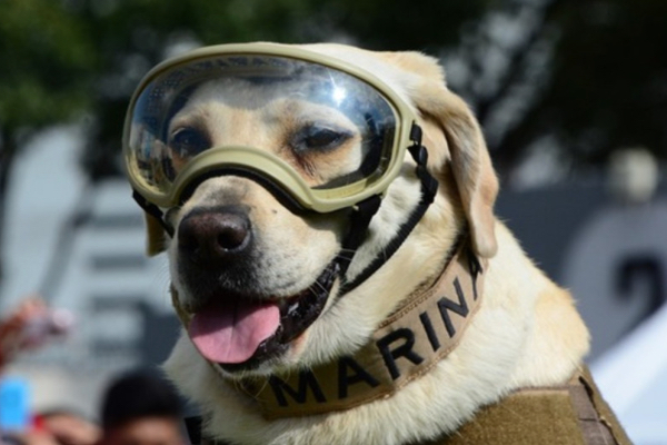 Muere Frida, la perrita rescatista del sismo de 2017