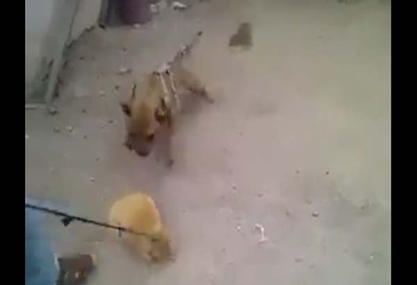 VIDEO: Utilizan gatos para entrenar a perros de pelea