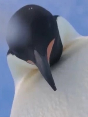 VIDEO: Pingüinos Emperador se toman selfie en la Antártida