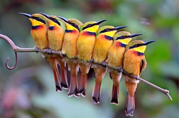 Países piden incorporar más aves y maderas en especímenes a proteger