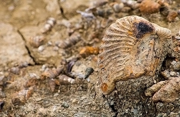 San Juan Raya: Un paraíso para amantes de la paleontología