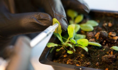 Crean plantas biónicas con mayor poder de fotosíntesis que las naturales