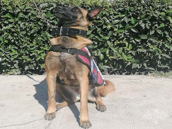 Los agentes caninos que detectan ingreso de drogas al Cereso de Puebla