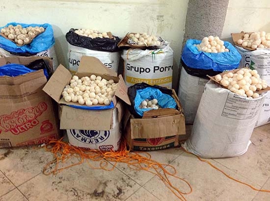 Aseguran once mil huevos de tortuga golfina en Chiapas