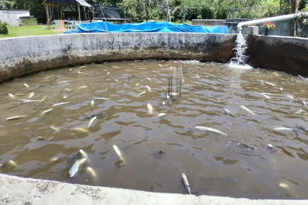 rio chichota