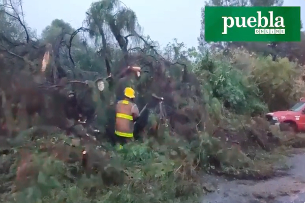 Lluvia derriba árboles en Atlixco
