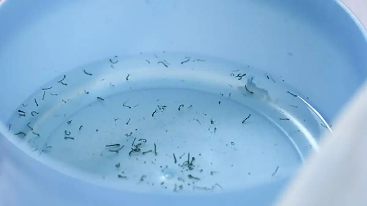 Puebla suma 2 mil 454 casos de dengue este año: Secretaría de Salud