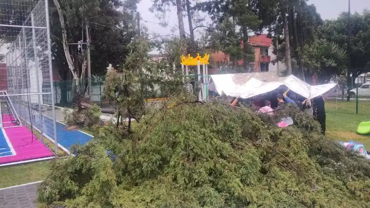 Cae árbol sobre una abuela y niño en parque de Las Hadas; "fue por vientos del frente frío", señala Rivera