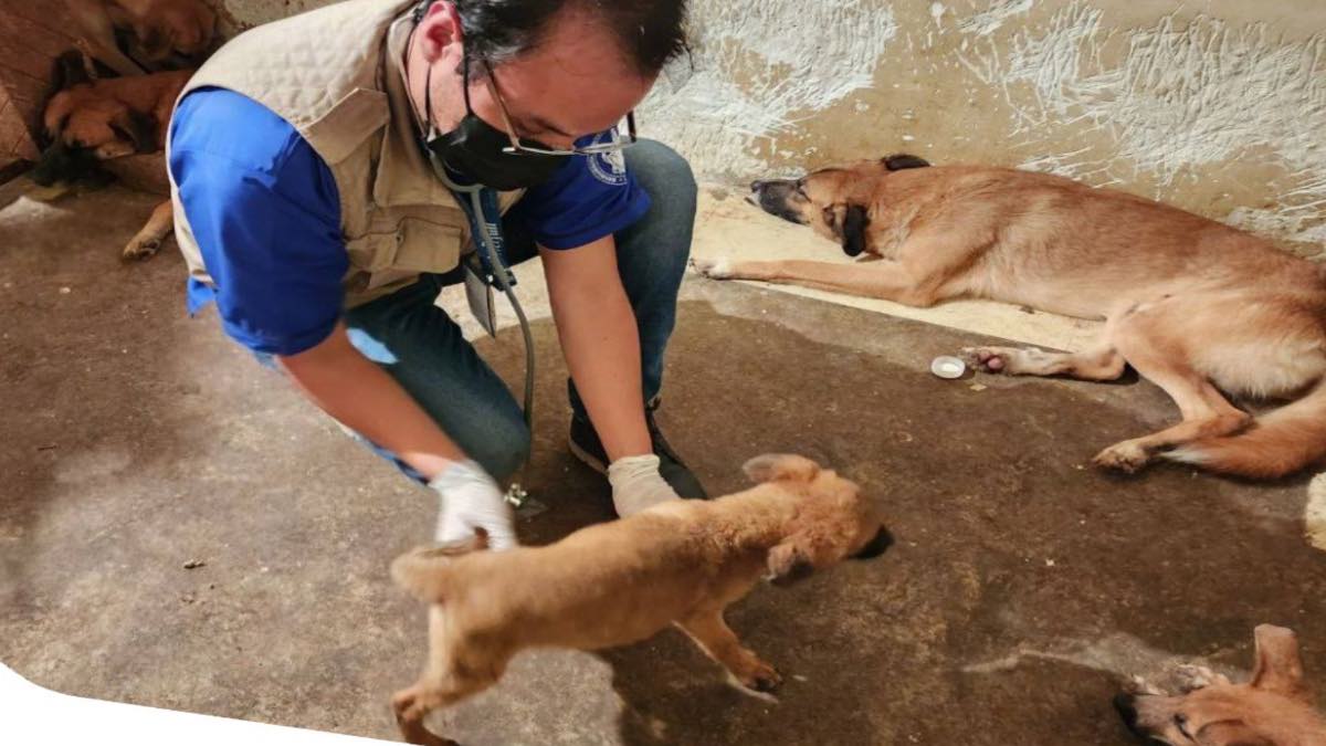 Rescatan a 10 perros en pésimas condiciones en Los Héroes