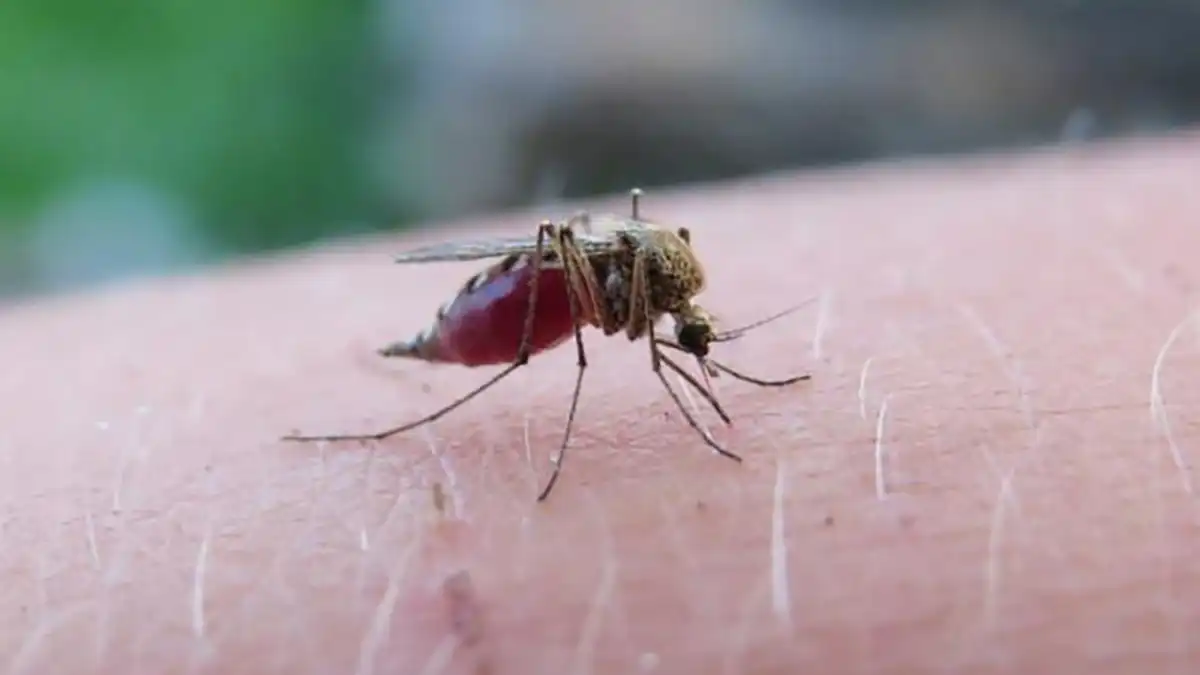 Puebla, a punto de sumar 3 mil casos de dengue
